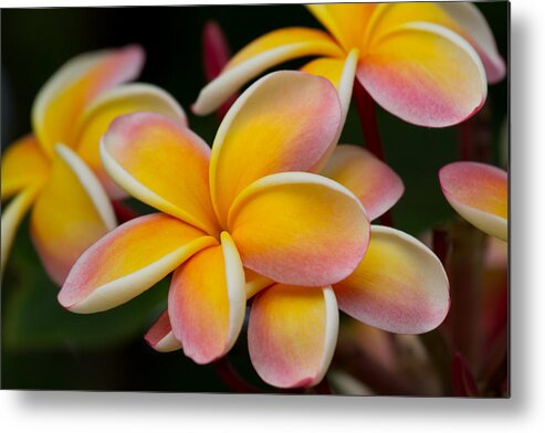 Plumeria Flowers Metal Print featuring the photograph Orange and Pink Plumeria by Roger Mullenhour