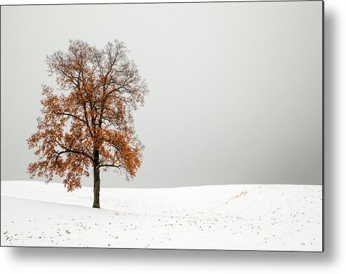 Autumn Metal Print featuring the photograph Orange and White by Todd Klassy
