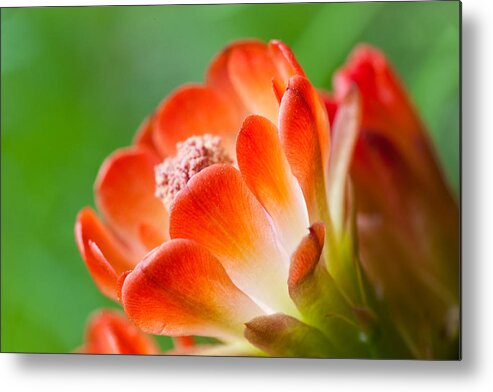 Claret Cup Cactus Metal Print featuring the photograph Orange Burst by Eggers Photography