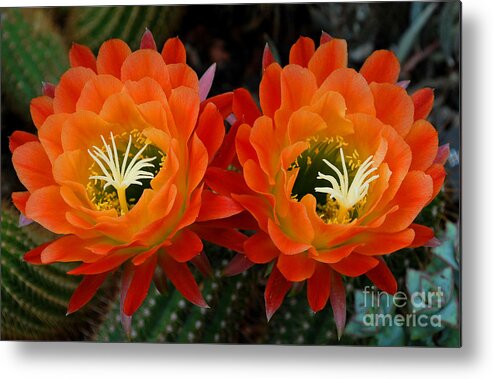Orange Metal Print featuring the photograph Orange Cactus Flowers by Nancy Mueller