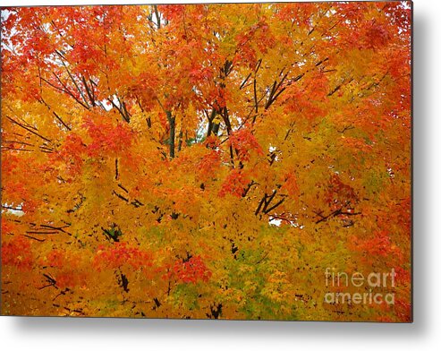 Fall Metal Print featuring the photograph Orange Crush by Robert Pearson