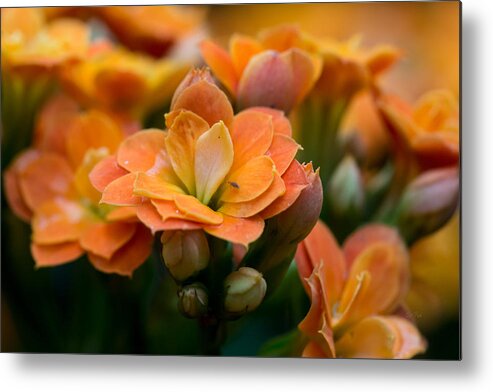 Tropical Metal Print featuring the photograph Orange kalanchoe with company by Eti Reid