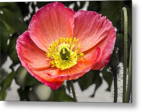 Poppy Metal Print featuring the digital art Orange Poppy by Photographic Art by Russel Ray Photos