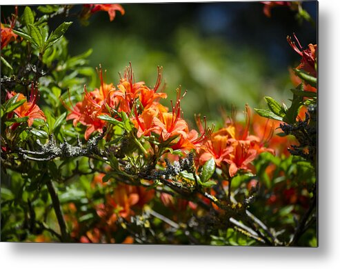 Orange Metal Print featuring the photograph Orange Rhododendron by Spikey Mouse Photography