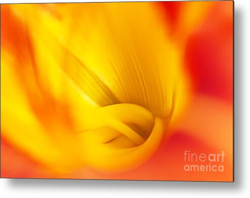 Tiger Lily Metal Print featuring the photograph Orange Sherbet by Gwen Gibson