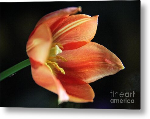 Orange Tulips Metal Print featuring the photograph Orange Tulip by Yumi Johnson