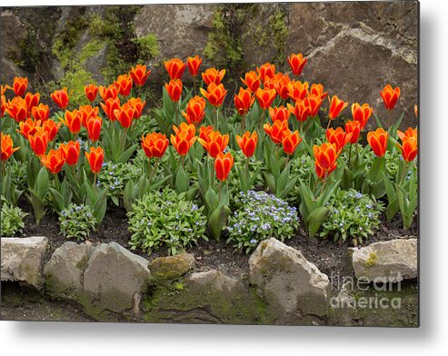 Tulipa Metal Print featuring the photograph Orange tulips and Forget me nots in spring by Louise Heusinkveld