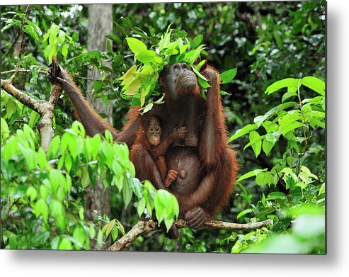 00449967 Metal Print featuring the photograph Orangutan Holding Leaves Over Their Heads by Thomas Marent