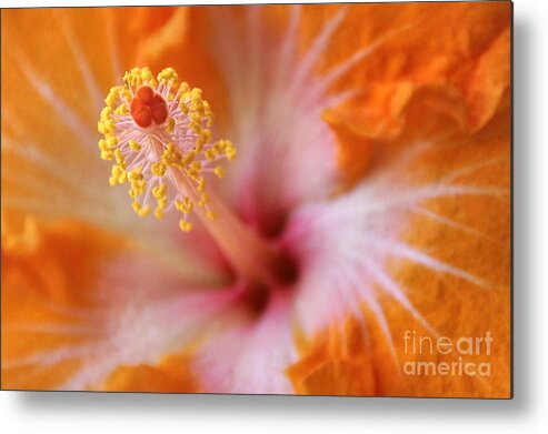 Flower Metal Print featuring the photograph Orangy Goodness by Peggy Hughes