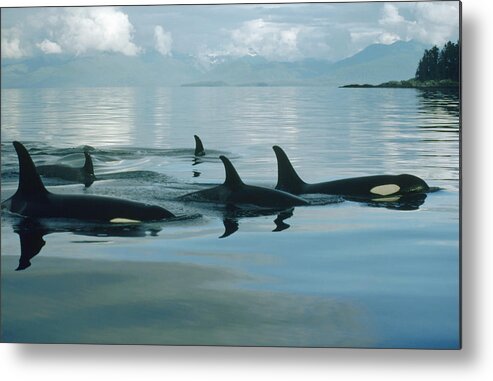 0079478 Metal Print featuring the photograph Orca Group In Johnstone Strait by Flip Nicklin