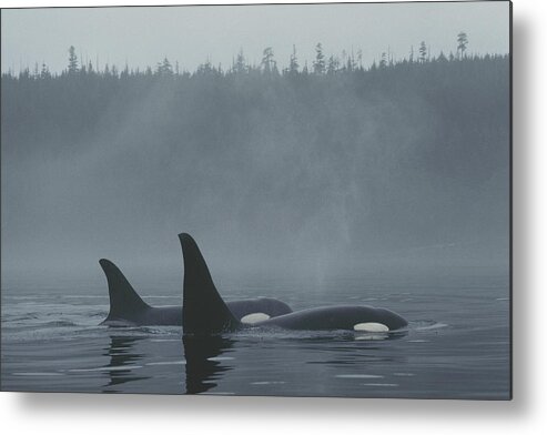 Feb0514 Metal Print featuring the photograph Orca Male And Female Surfacing Canada by Hiroya Minakuchi