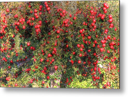 Apple Metal Print featuring the photograph Orchard of Abundance by J Laughlin