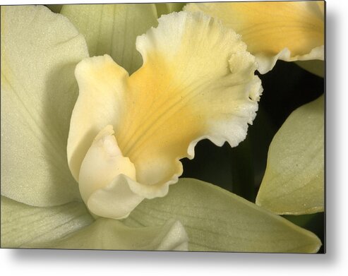 Orchid Metal Print featuring the photograph Orchid 475 by Wesley Elsberry