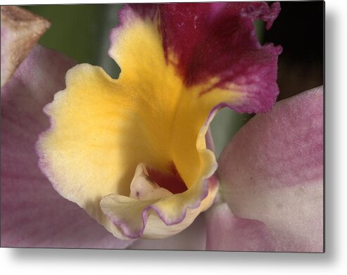 Orchid Metal Print featuring the photograph Orchid 489 by Wesley Elsberry