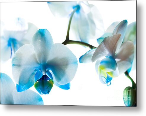 Orchid Metal Print featuring the photograph Orchid Closeup by Boon Mee