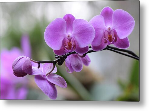 Orchid Metal Print featuring the photograph Orchid in Bloom by Harold Rau