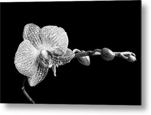 Orchid Metal Print featuring the photograph Orchid Phalaenopsis flower by Michalakis Ppalis