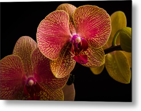 Fjm Multimedia Metal Print featuring the photograph Orchids by Frank Mari