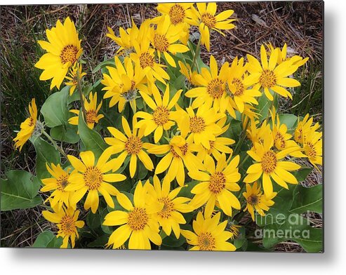 Arrowleaf Balsamroot Metal Print featuring the photograph Oregon Sunflower by Michele Penner