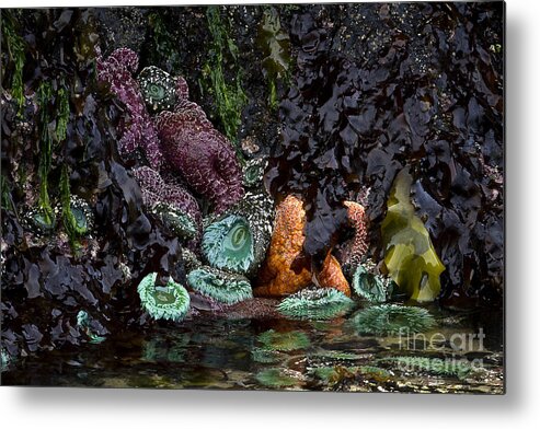 Starfish Metal Print featuring the photograph Oregon Tide Pool by Carrie Cranwill