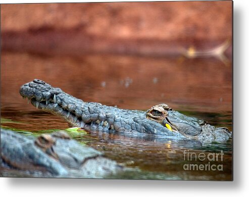 Animal Metal Print featuring the photograph Orinoco Crocodile Crocodylus Intermedius by Mark Newman