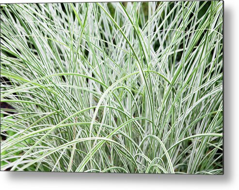 Grass Metal Print featuring the photograph Ornamental Grass Plant by James French