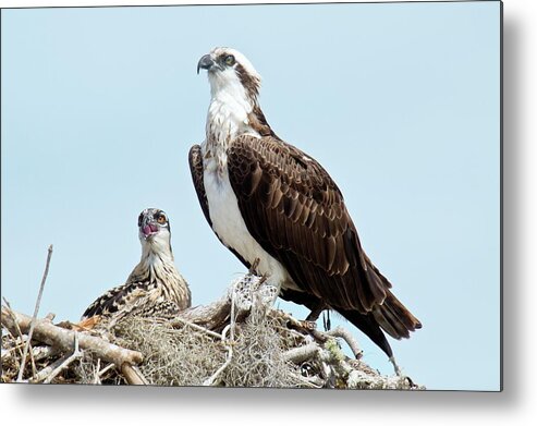 Nobody Metal Print featuring the photograph Osprey And Chick by Bob Gibbons