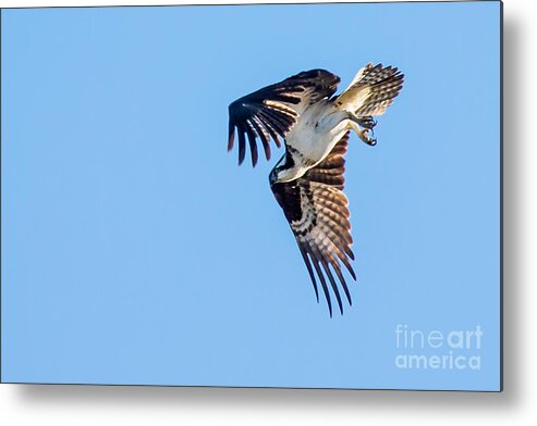 Osprey Metal Print featuring the photograph Osprey Diving by Robert Bales