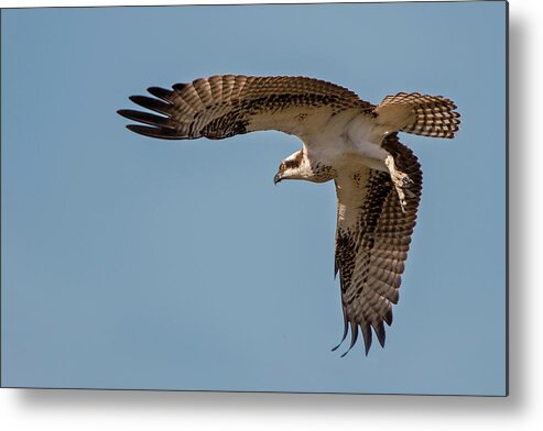 Animal Themes Metal Print featuring the photograph Osprey In Flight by D Williams Photography