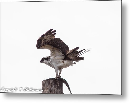 Osprey Metal Print featuring the photograph Osprey wit a trout by Brian Williamson