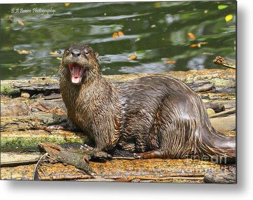North American River Otter Metal Print featuring the photograph Otter yawn by Barbara Bowen