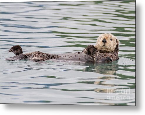 Otter Metal Print featuring the photograph Otterly Adorable by Chris Scroggins
