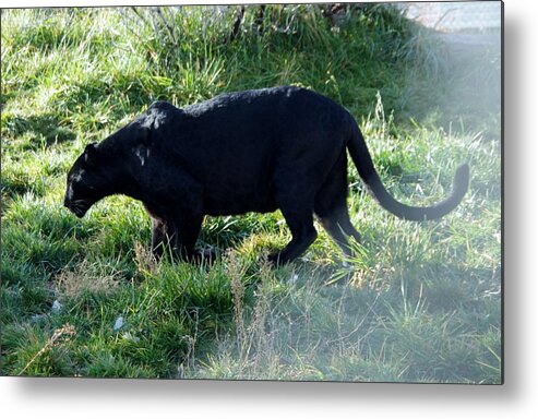Out Of Africa Metal Print featuring the photograph Out of Africa Black Panther by Phyllis Spoor