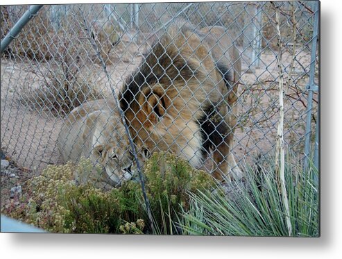 Out Of Africa Metal Print featuring the photograph Out of Africa Lions 4 by Phyllis Spoor