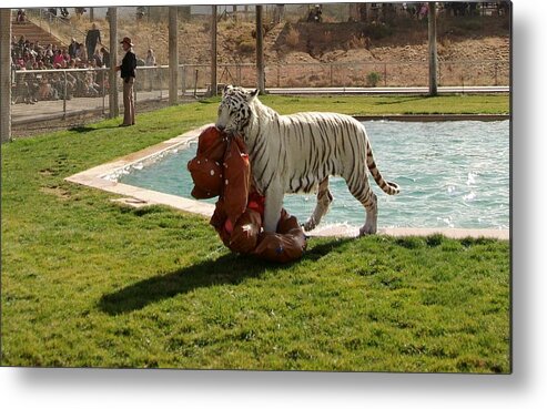 Tiger Metal Print featuring the photograph Out of Africa Tiger Splash 2 by Phyllis Spoor