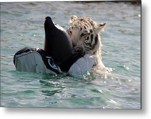 Tiger Metal Print featuring the photograph Out of Africa Tiger Splash 4 by Phyllis Spoor