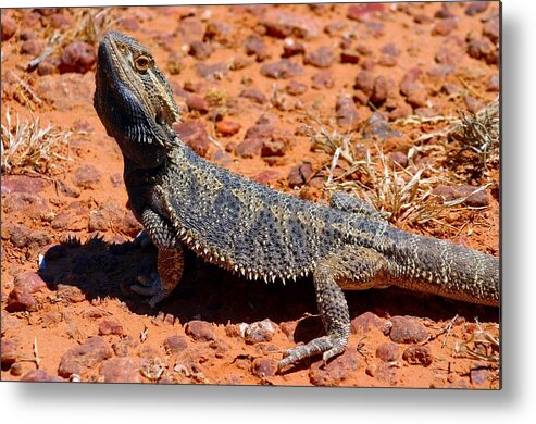 Australia Metal Print featuring the photograph Outback Lizard by Henry Kowalski