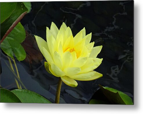 Water Lily Metal Print featuring the glass art Outspoken by Bill Morgenstern