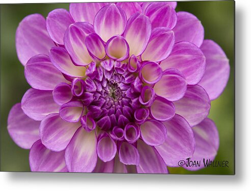 Dahlia Metal Print featuring the photograph Outta Da Blue Dahlia by Joan Wallner