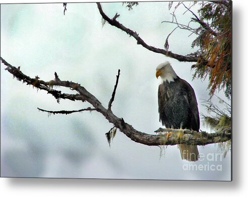 Eagle Metal Print featuring the photograph Overseeing Dinner by Vivian Martin