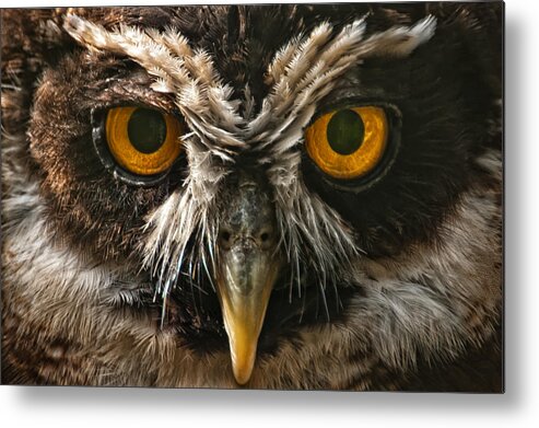 Marwell Metal Print featuring the photograph Owl by Chris Boulton