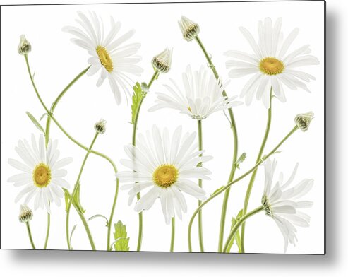 Daisy Metal Print featuring the photograph Ox Eye Daisies by Mandy Disher