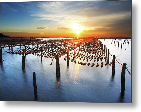 Pole Metal Print featuring the photograph Oyster Farm On Beach During Sunset by Samyaoo