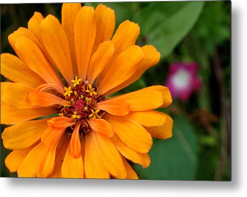 Flower Metal Print featuring the photograph Pac-Man as a Flower by Artist Orange