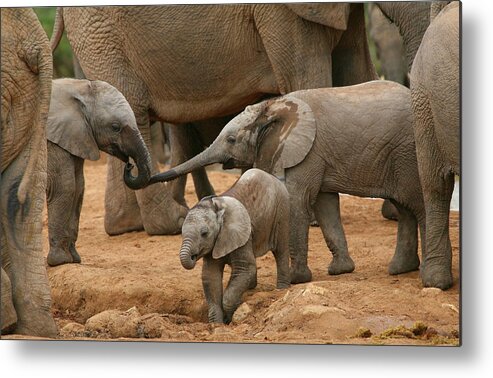 Elephant Metal Print featuring the photograph Pachyderm Pals by Bruce J Robinson