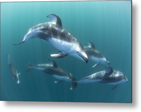 534184 Metal Print featuring the photograph Pacific White-sided Dolphin Pod At Nine by Richard Herrmann