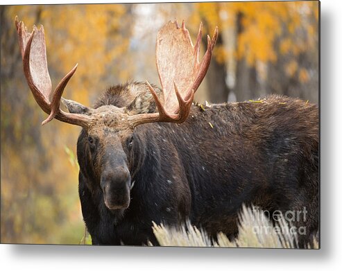 Bull Moose Metal Print featuring the photograph Paddles by Aaron Whittemore