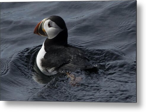 Atlantic Puffin Metal Print featuring the photograph Paddling Puffin by Daniel Hebard