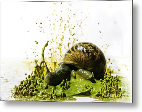 Impact Metal Print featuring the photograph Paint Sculpture and snail 2 by Guy Viner