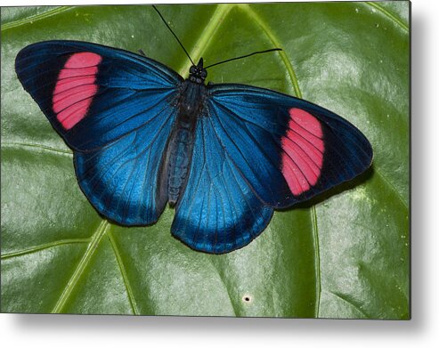 Feb0514 Metal Print featuring the photograph Painted Beauty Yasuni Ecuador by Pete Oxford